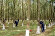 Công ty TNHH một thành viên Cao su Chư Prông: Lần đầu tiên đạt sản lượng trên 8.000 tấn mủ